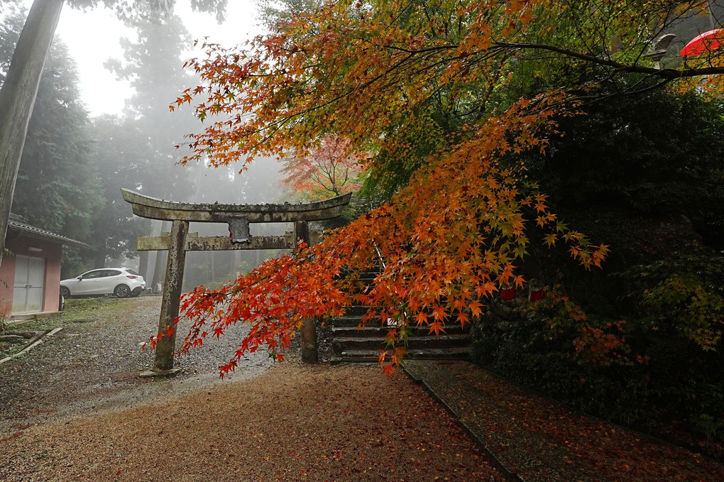 西国三十一番の紅葉