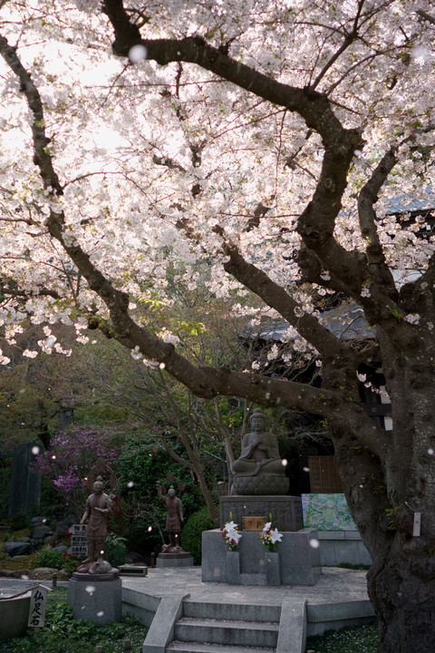 桜の季節も終わります。