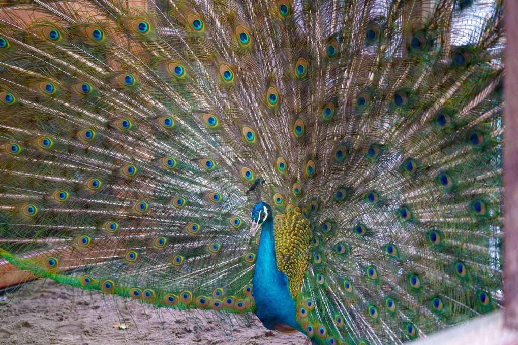 春の公園