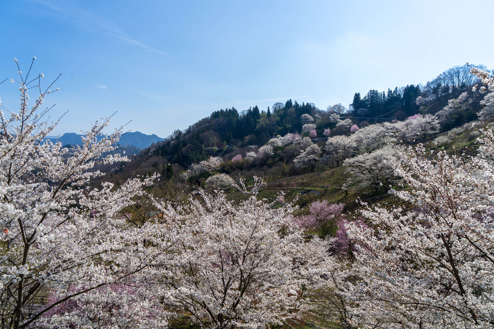 春の信州池田町