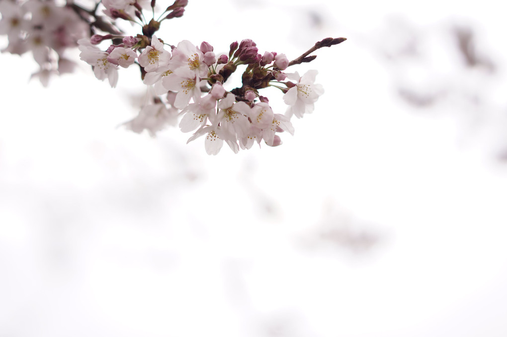 2016年の桜。