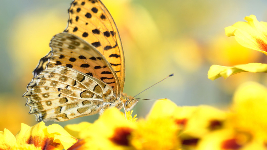 Chasing a butterfly