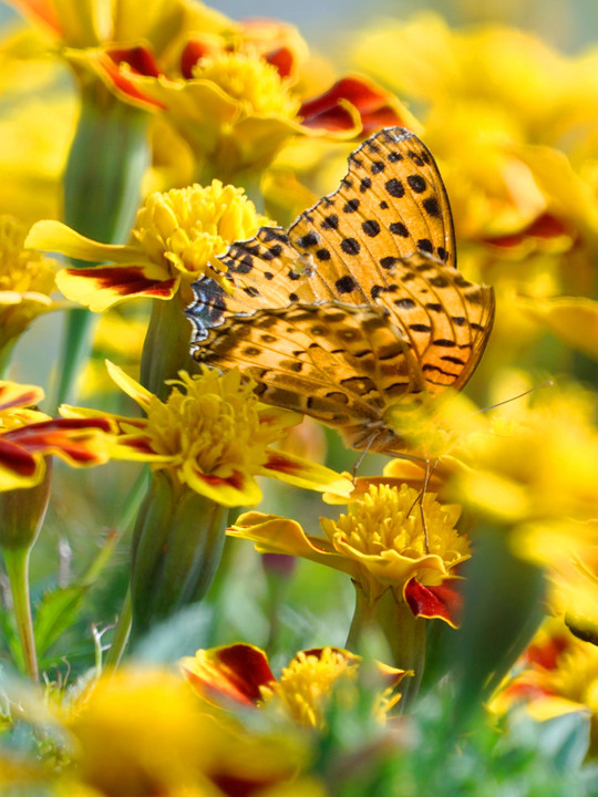 Chasing a butterfly