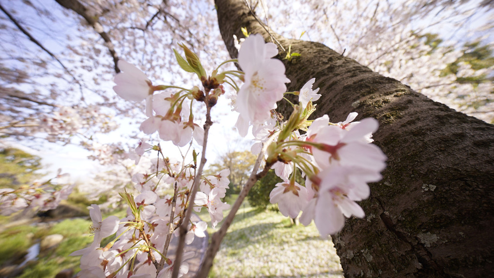 Daytime  ♪Cherry Blossoms🎶