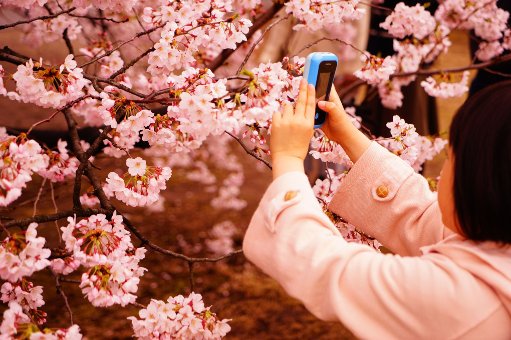 きれいな桜撮れたかなー