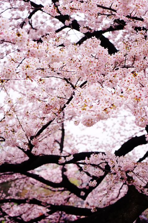 きれいな桜撮れたかなー