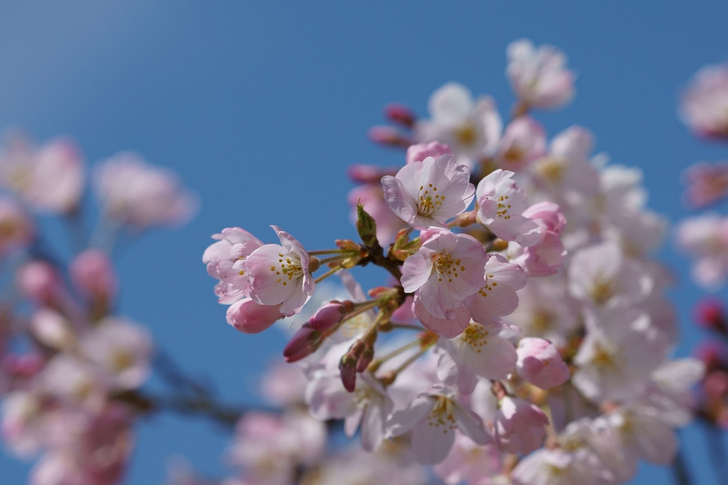 うきうき桜色