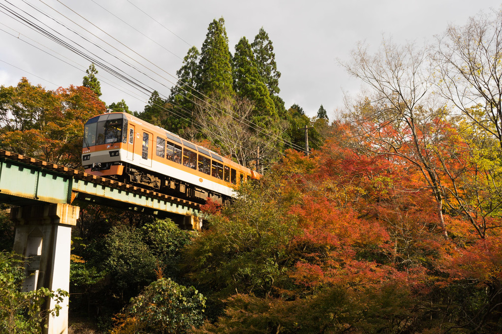 秋の叡山電鉄
