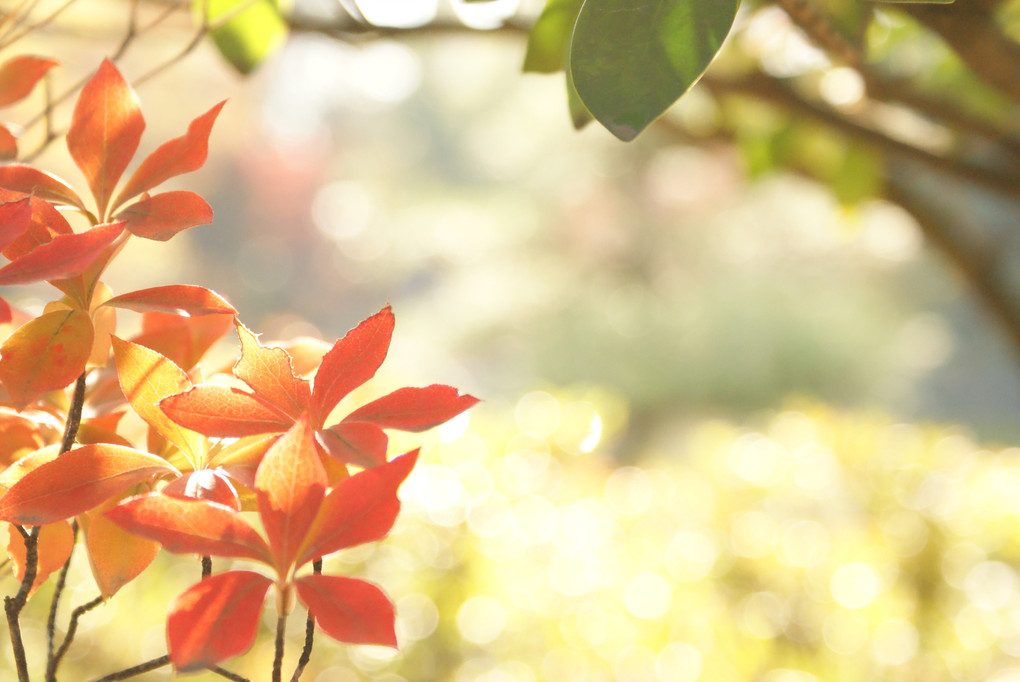 紅葉ではなく灯台躑躅