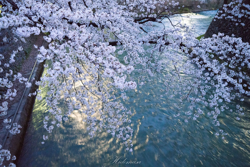 前橋公園　夜桜