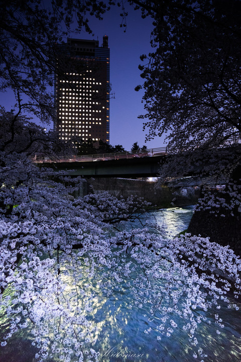 前橋公園　夜桜