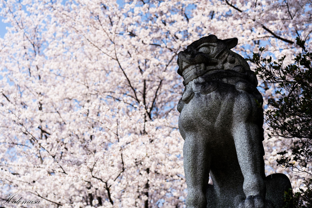 華蔵寺公園　桜