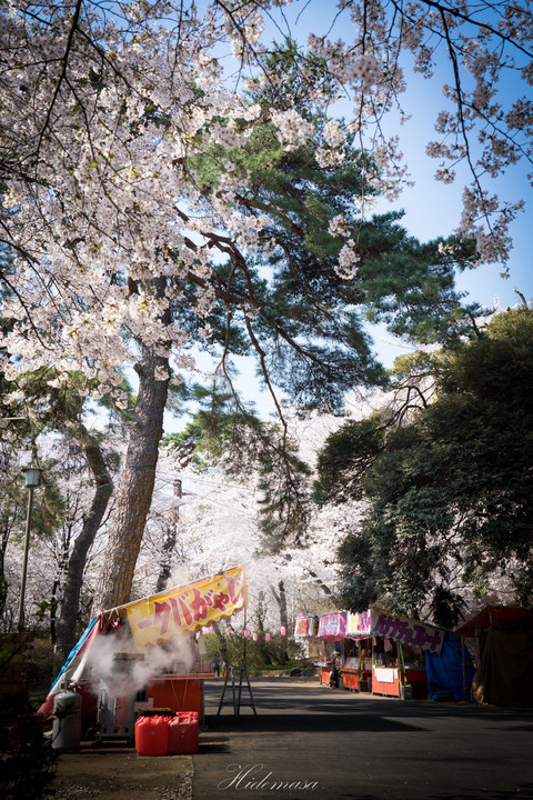 華蔵寺公園　桜