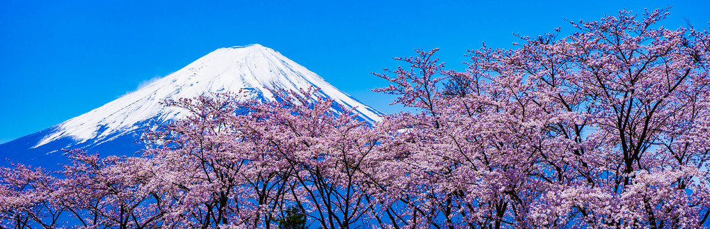富士山　桜パノラマ風