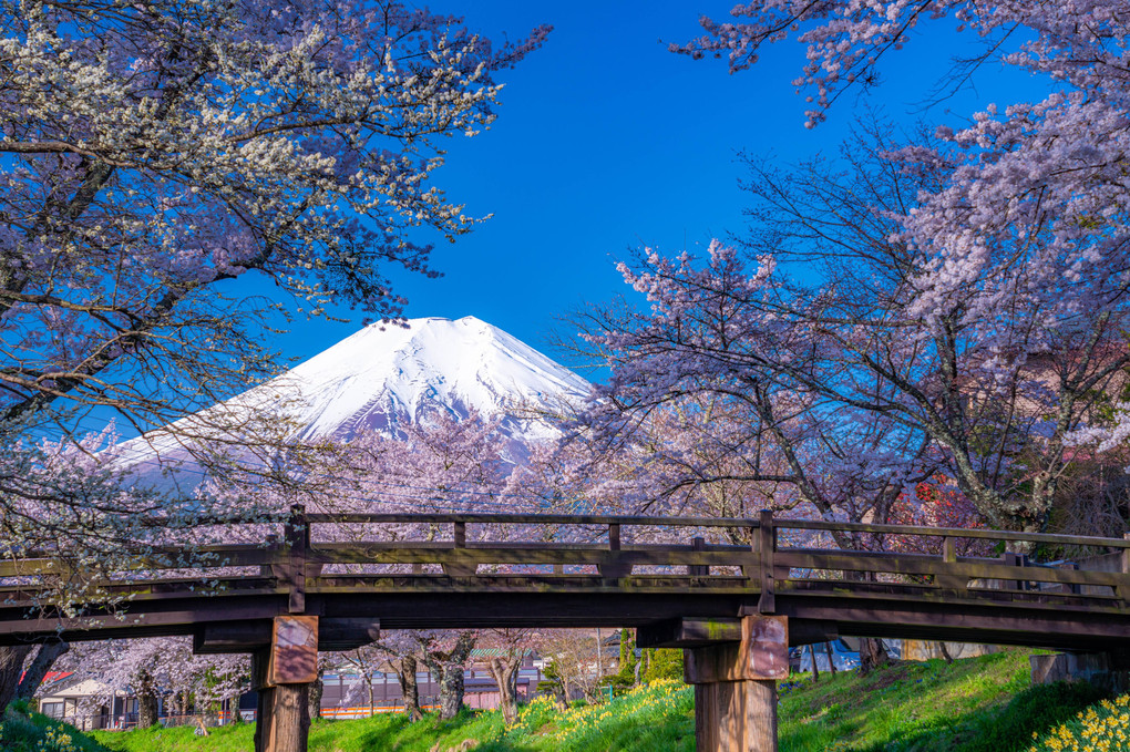 春に出会った絶景たち