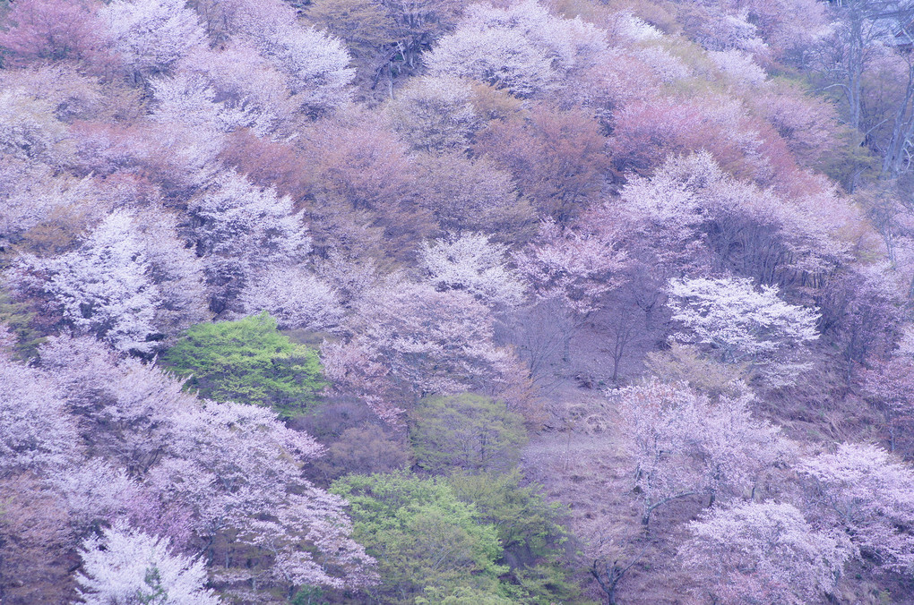 「一目千本」吉野の桜