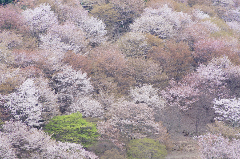「一目千本」吉野の桜