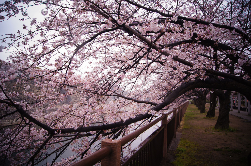 雨に濡れる大阪城桜②