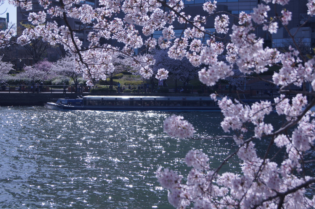 桜ノ宮の桜