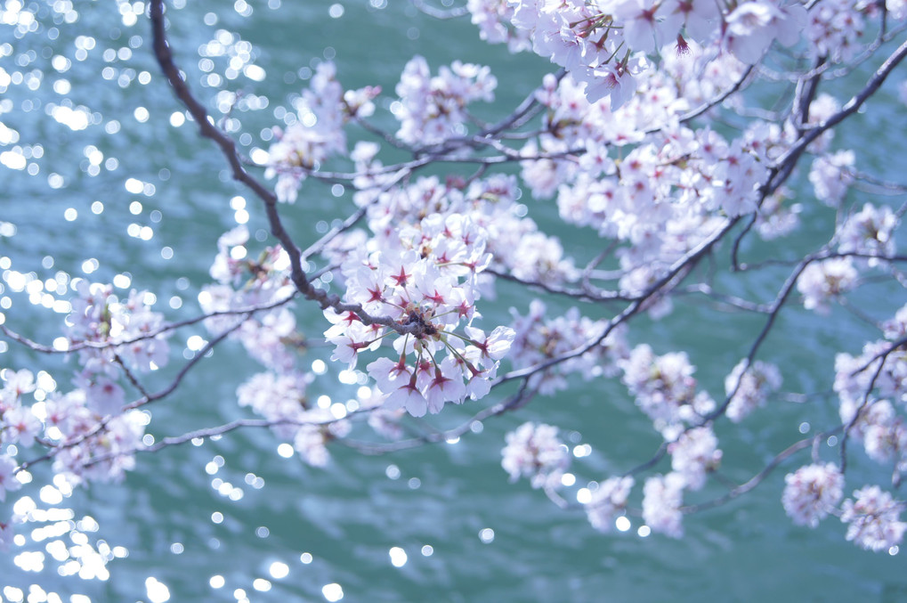 桜ノ宮の桜