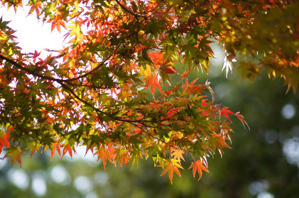 晩秋の紅葉　長居植物園２