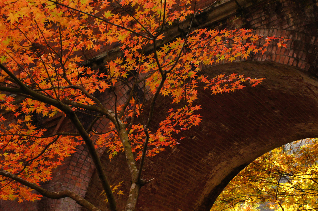 講師と行く　～秋の紅葉を撮りに行こうよぅ～　　<京都編> １１月３０日