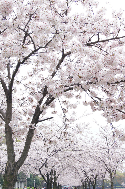 大阪城桜並木