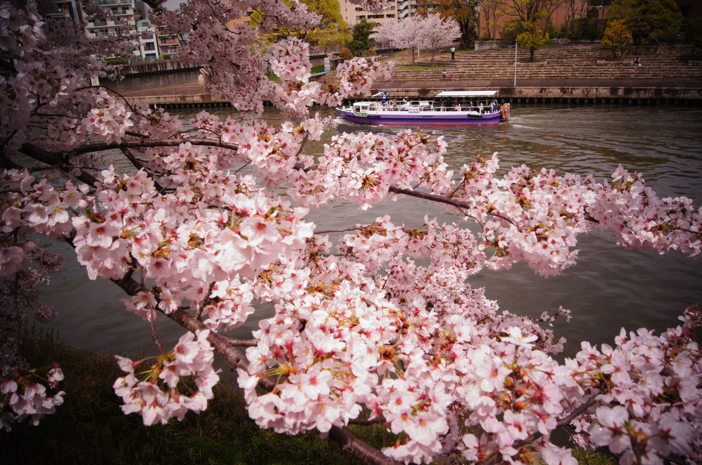 大阪城　川辺の桜