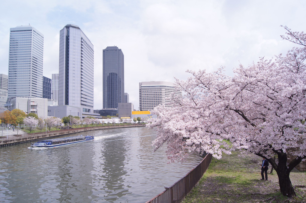 大阪城リバーサイドの桜