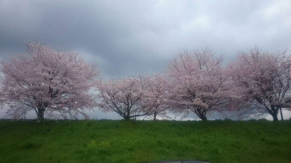 名もない池のほとりに咲いてた桜　スマホフォト