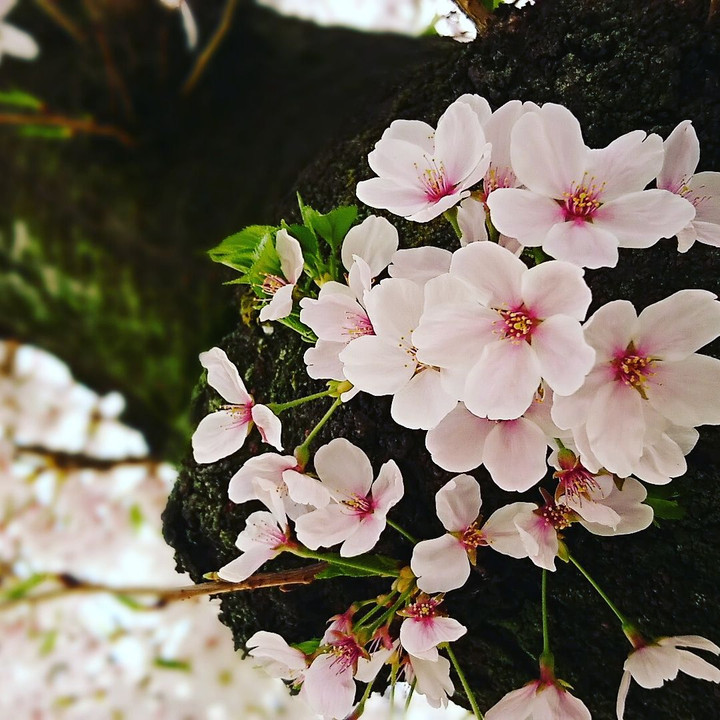 スマホフォトです。近所の桜満開