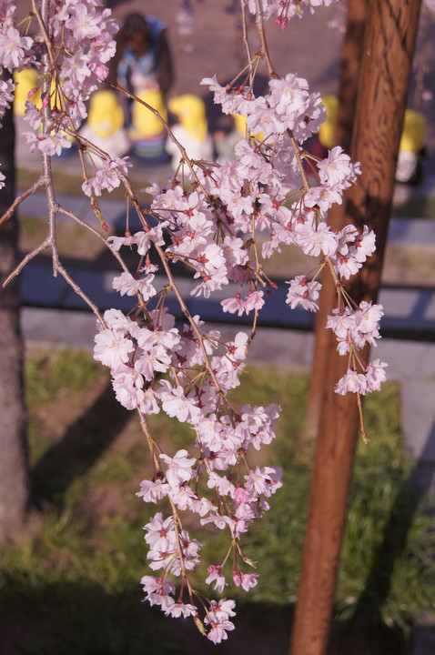 かわいい花見客としだれ桜