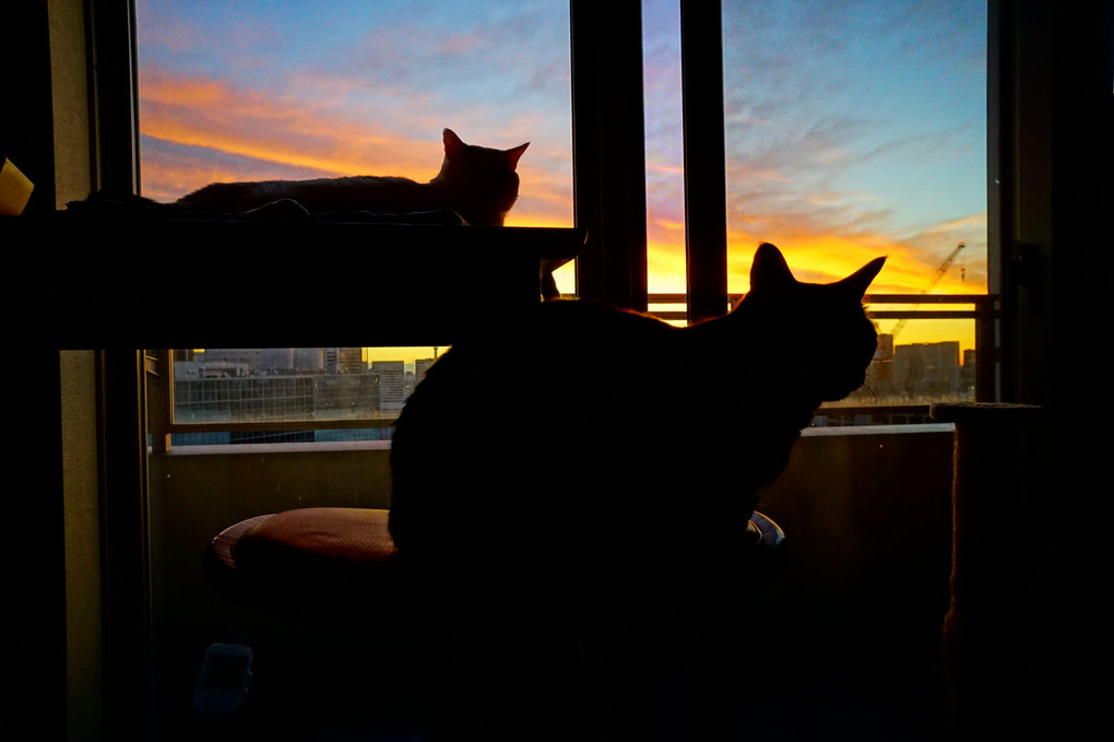 猫達と見る朝焼け