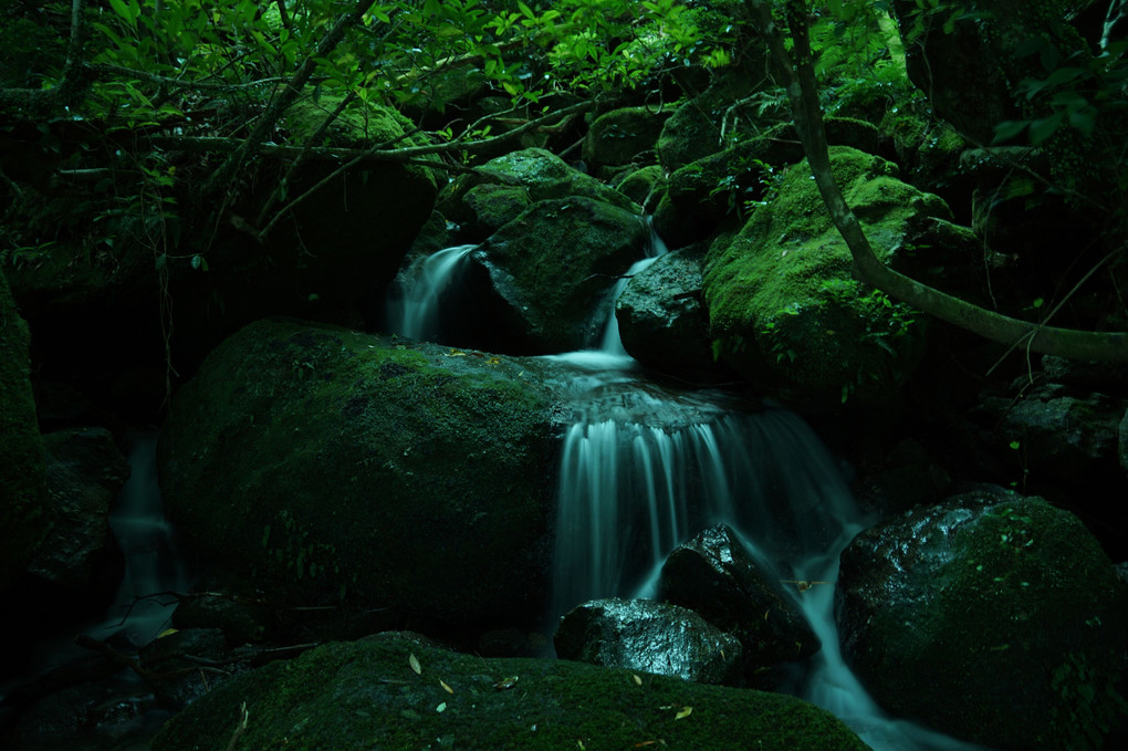 屋久島の名も無き沢