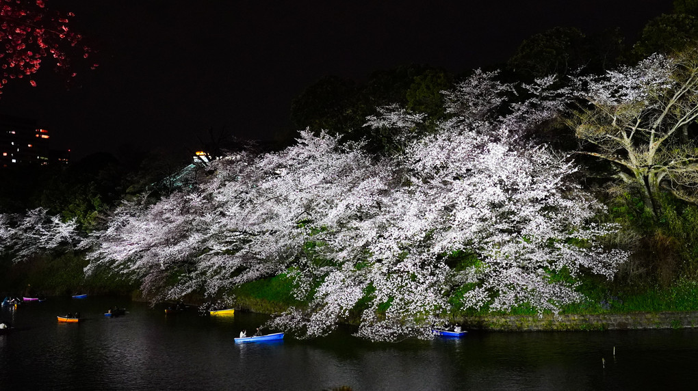 千鳥ヶ淵の夜桜