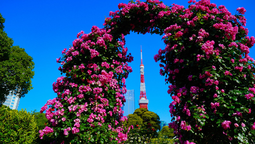 薔薇と東京タワー