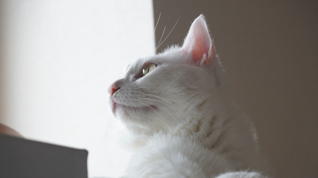 白猫　横顔