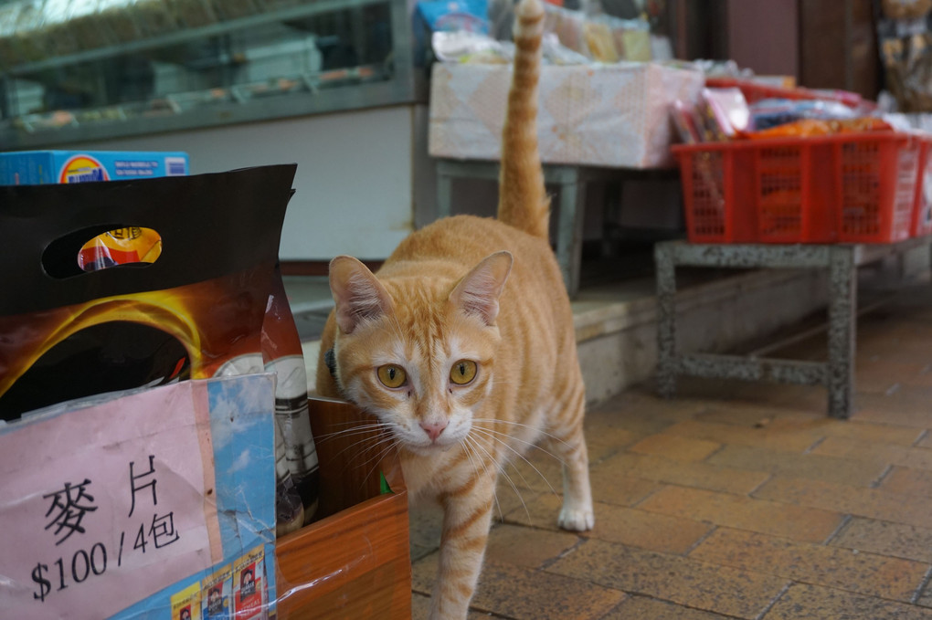 香港の看板猫