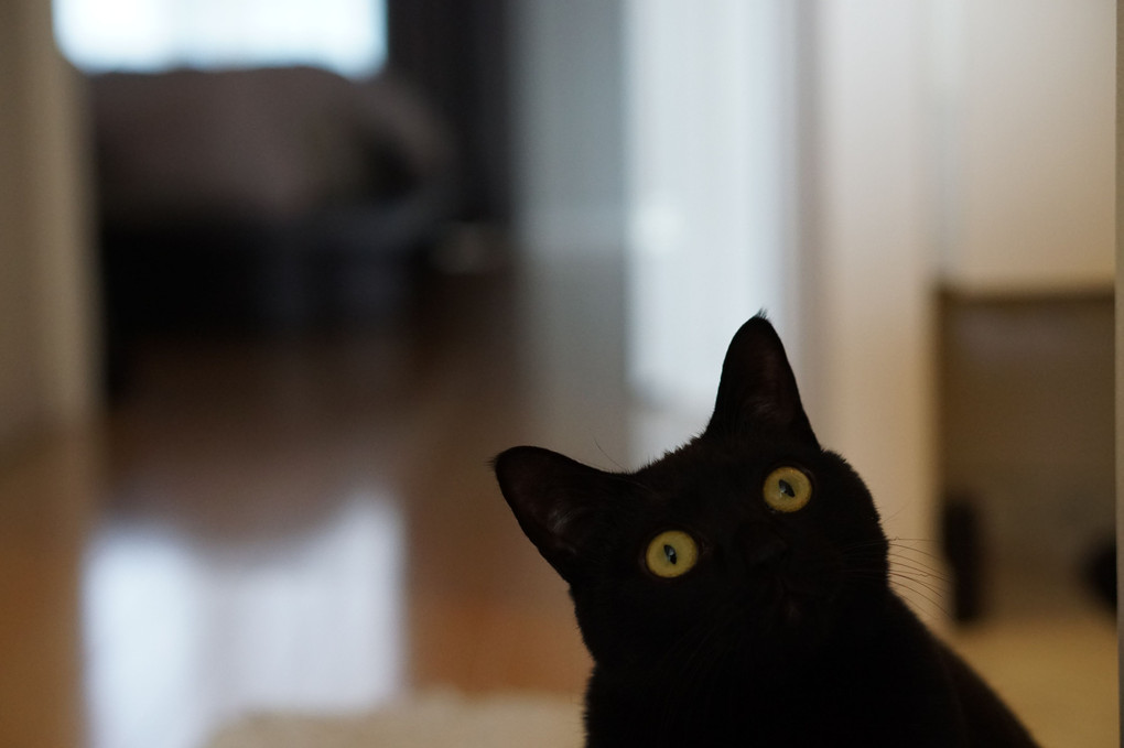 まだカメラに興味を示してた頃の我が家の黒猫