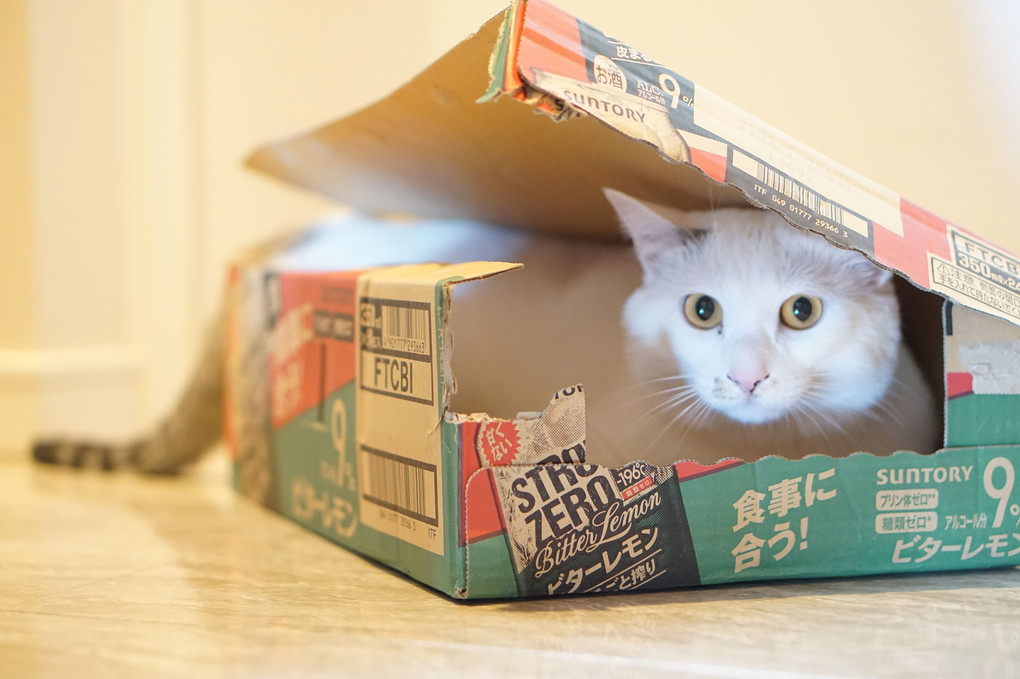 箱猫～
