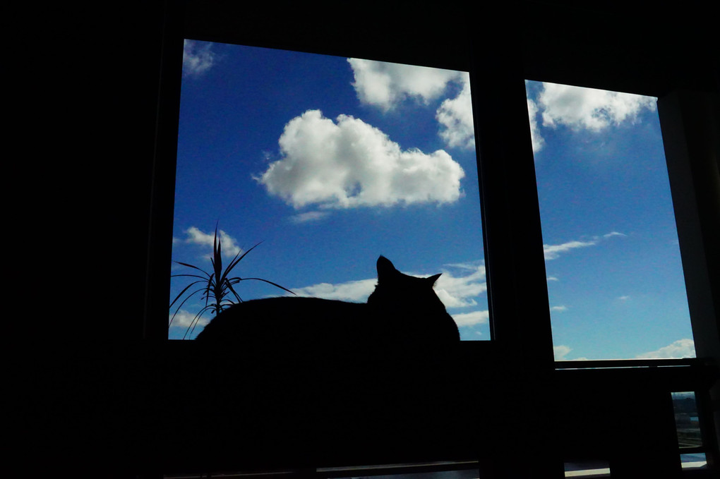 夏空窓猫
