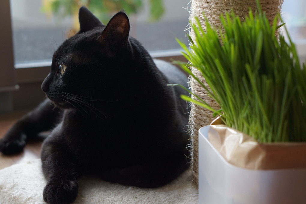 黒猫と猫草