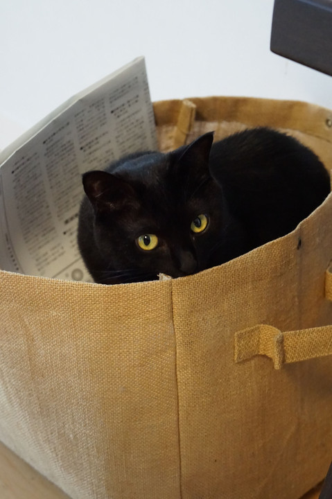 袋の中の黒猫
