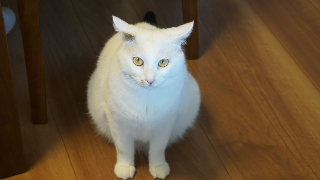 見つめる白猫
