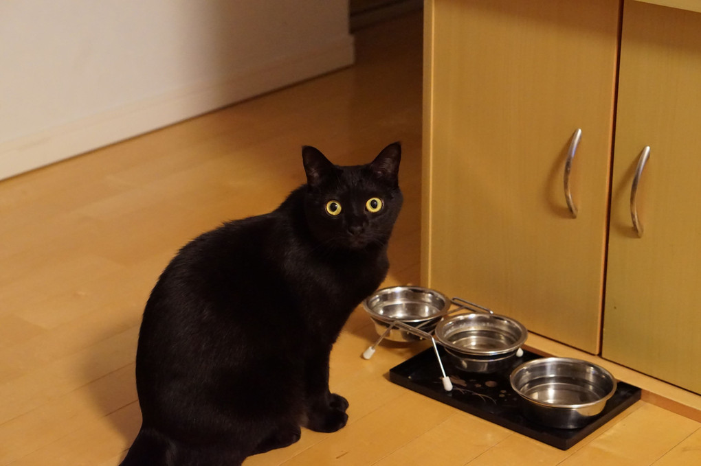 ご飯がないよーと目で訴える黒猫ｗ