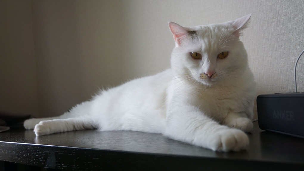 白いスフィンクス猫ｗ