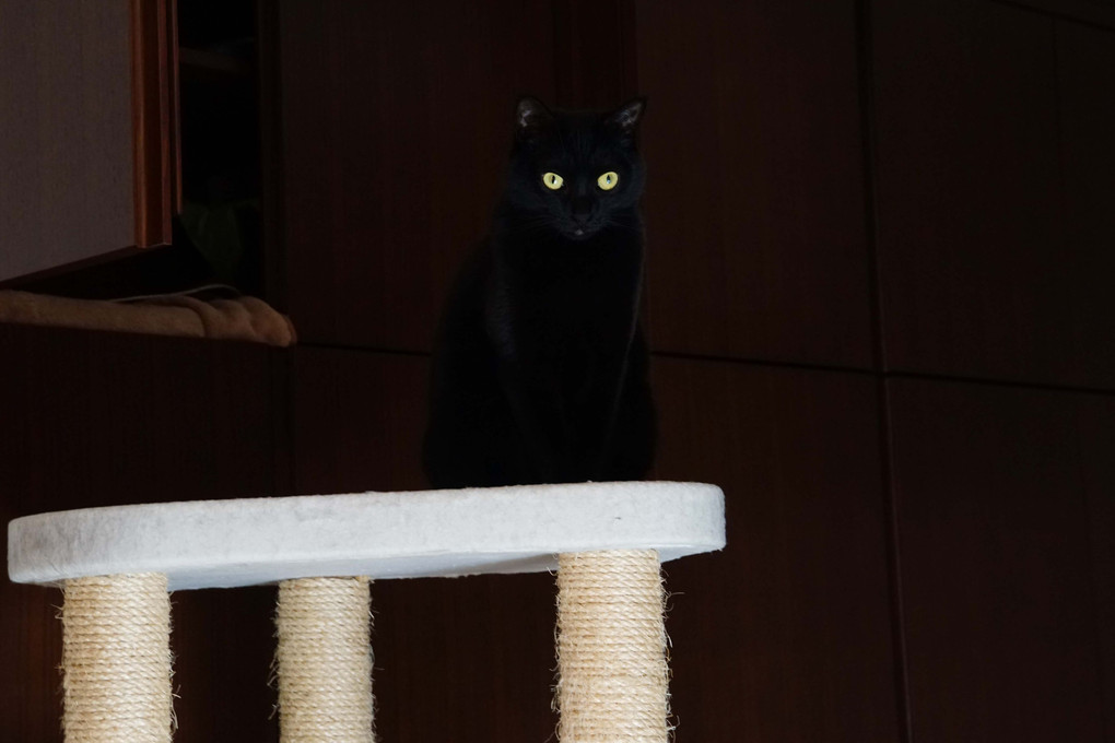 暗闇に黒猫