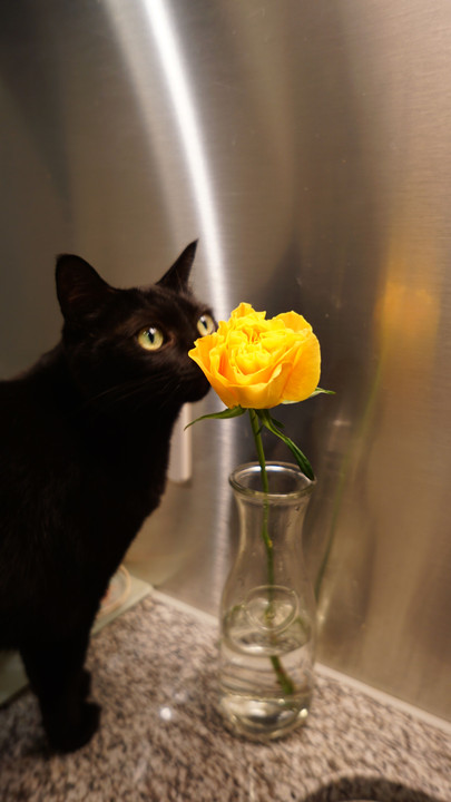 薔薇と黒猫