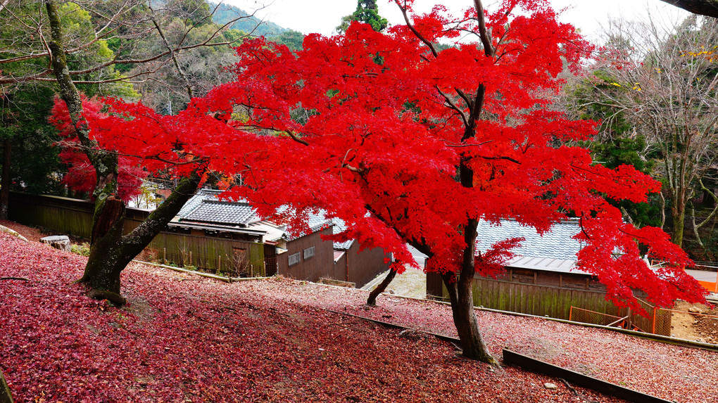 晩秋奈良の紅葉