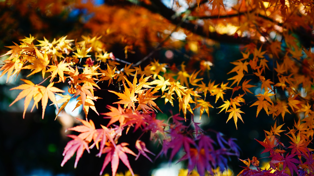 横浜三渓園の紅葉